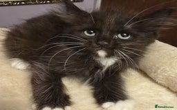 Siberian cats for sale: Tested purebreed hypoallergenic Siberian kittensns - Image 19