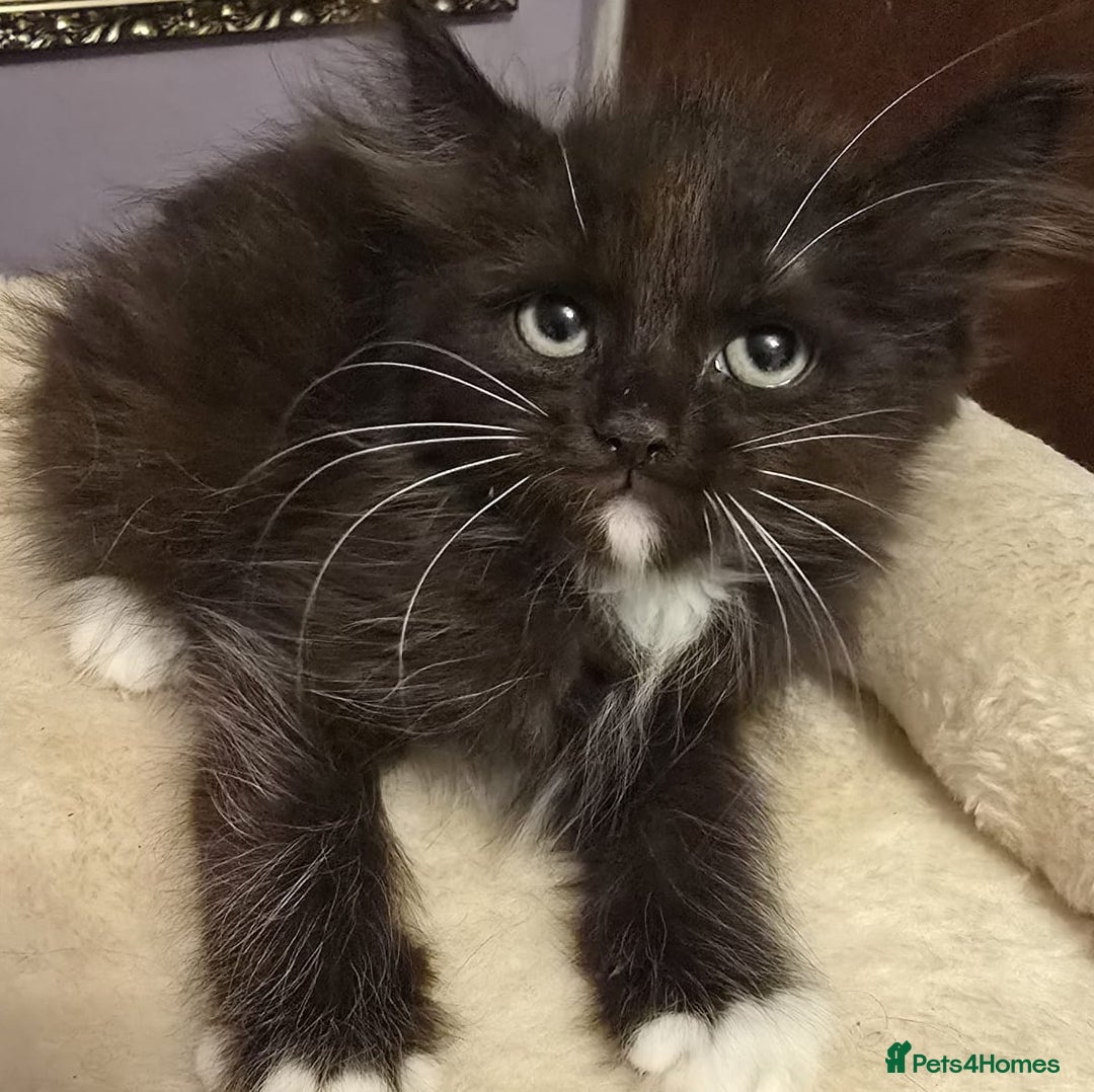 Siberian cats for sale: Tested purebreed hypoallergenic Siberian kittensns - Image 19