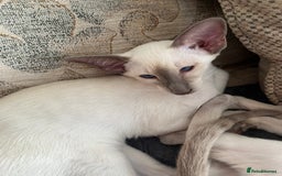 Siamese cats for sale: Gorgeous New Style Siamese kittens GCCF - Image 3