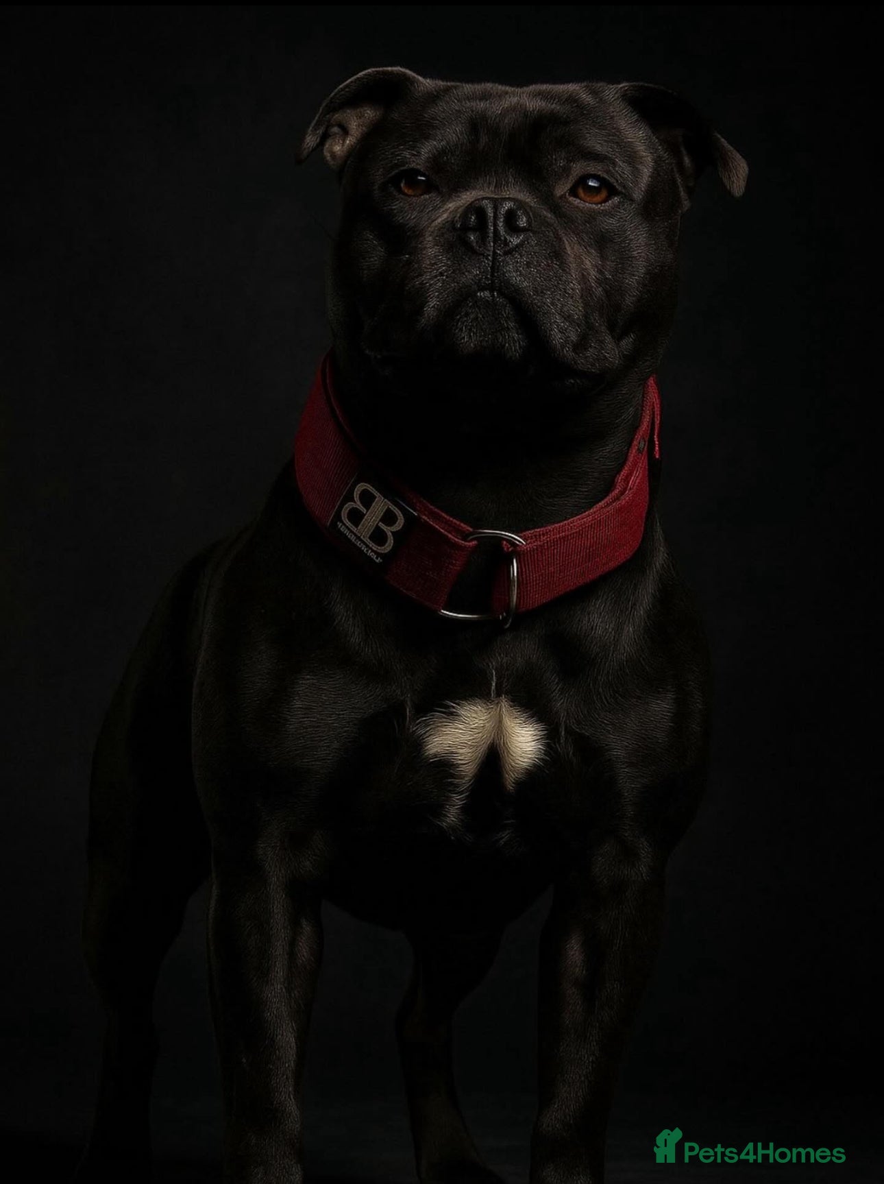 Staffordshire Bull Terrier dogs 🇬🇧 ONE & ONLY HERCULES, BLUE HEALTH TESTED STUD in Abingdon - Advert 8