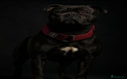 Staffordshire Bull Terrier dogs for stud: 🇬🇧Hand Of Hercules 🇬🇧 Blue Health tested 🩸  in Abingdon - Image 2