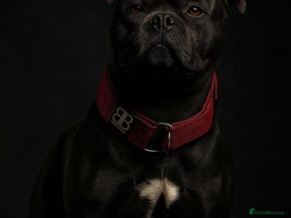 Staffordshire Bull Terrier dogs 🇬🇧Best of British 🇬🇧 Blue Health tested 🩸 in Abingdon - Advert 2