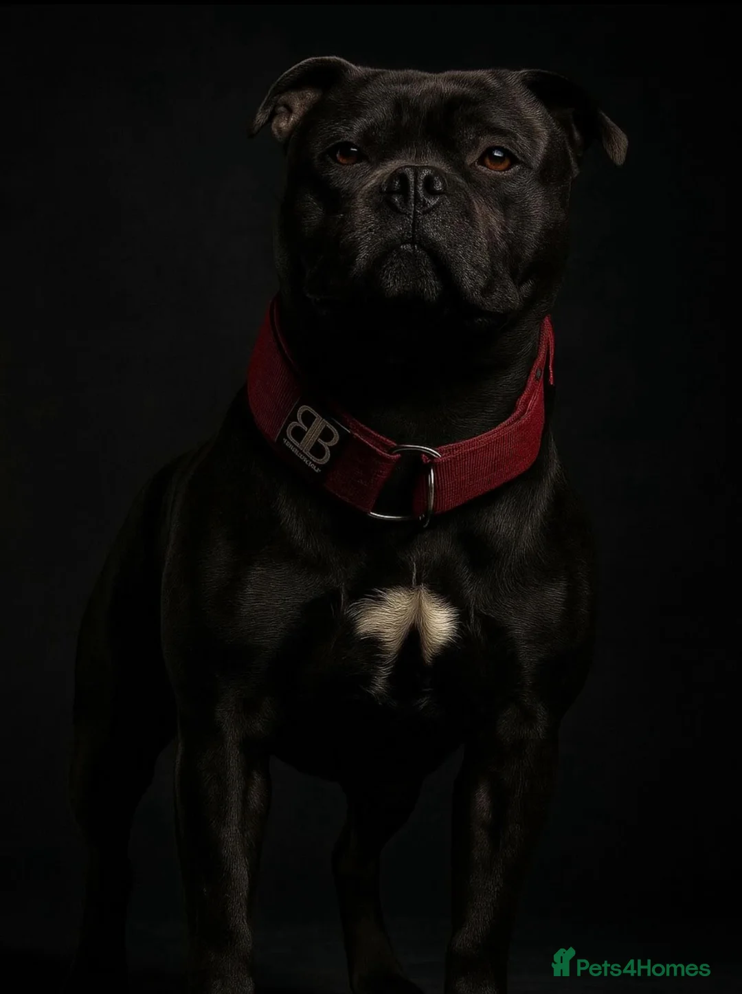 Staffordshire Bull Terrier dogs for stud: 🇬🇧 ONE & ONLY HERCULES, BLUE HEALTH TESTED STUD in Abingdon - Advert 2