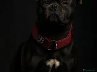 Staffordshire Bull Terrier dogs 🇬🇧 ONE & ONLY HERCULES, BLUE HEALTH TESTED STUD in Abingdon - Advert 2