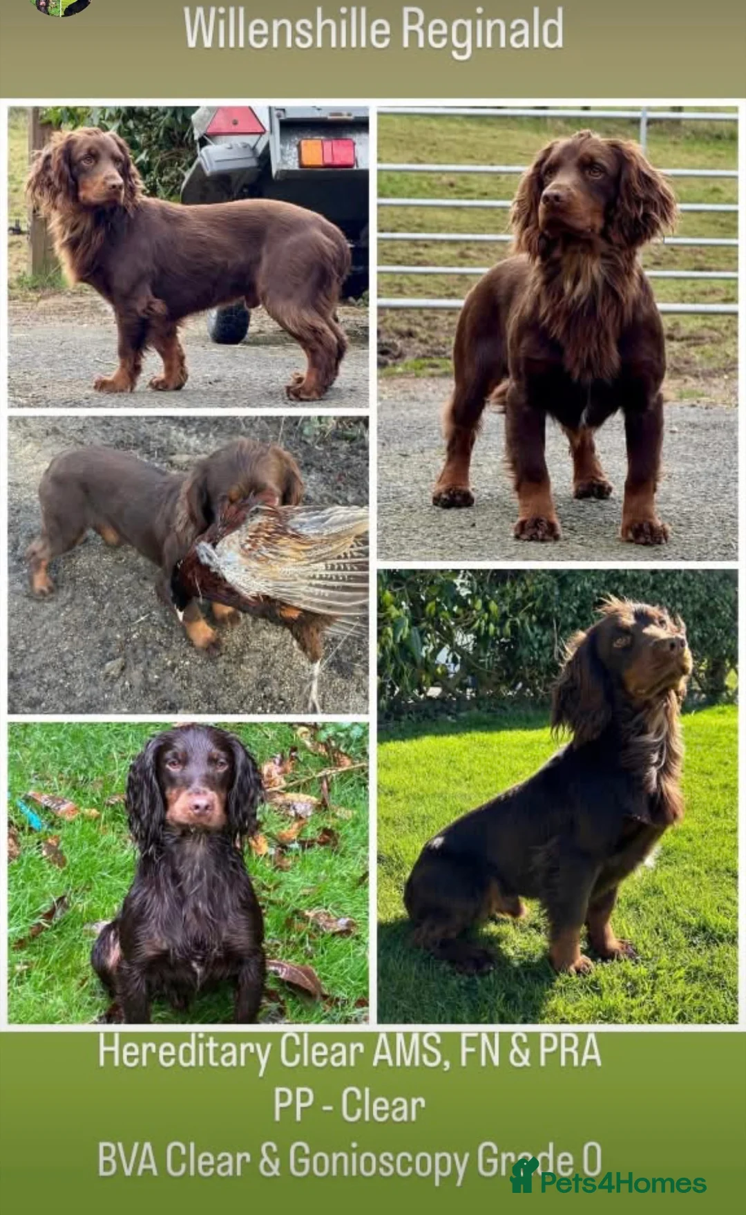 Cocker Spaniel dogs for sale: Working Cocker Spaniel Puppies  - Advert 2