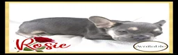 French Bulldog dogs for sale: Excellent Bloodline KC French Bulldogs A** Tested - Advert 16
