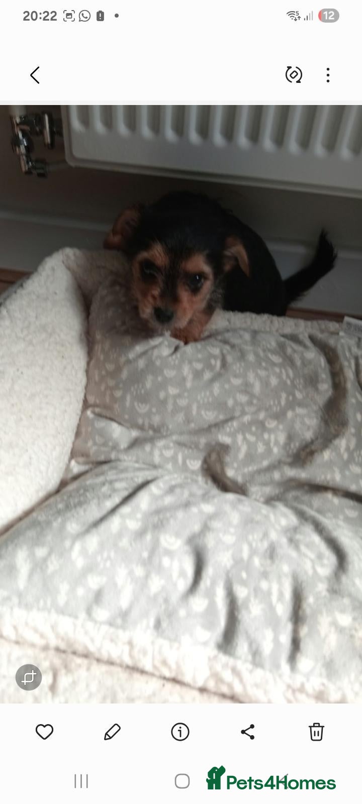 Mixed Breed dogs Yorkshire terrier cross - Advert 2