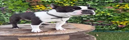 Boston Terrier dogs for stud: Handsome KC Registered Boston Terrier  - Advert 17