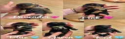 Shorkie dogs for sale: 🐾❤️ GORGEOUS SHORKIE PUPPIES ❤️🐾 in South Shields - Advert 3