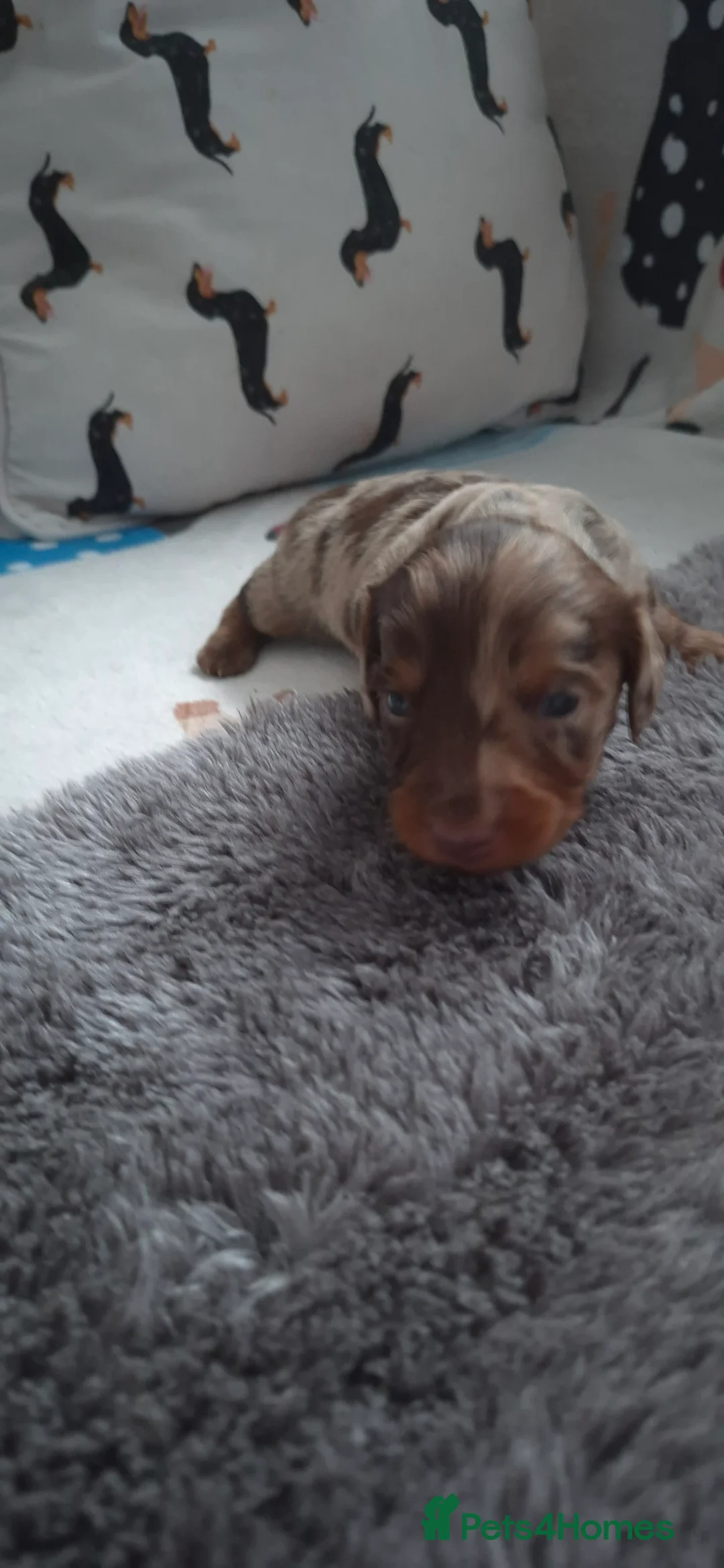Dachshund dogs for sale: Miniature dachshunds long hair boys puppies - Advert 9