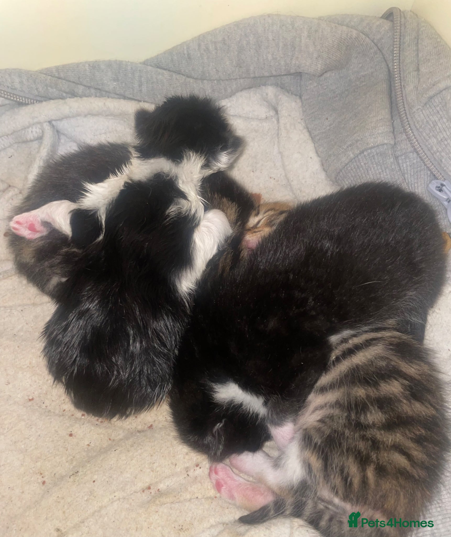 Mixed Breed cats Mixed tabby’s  - Advert 14