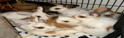 Lionhead rabbits for sale: READY TO LEAVE NOW Lionhead rabbit babies - Advert 1