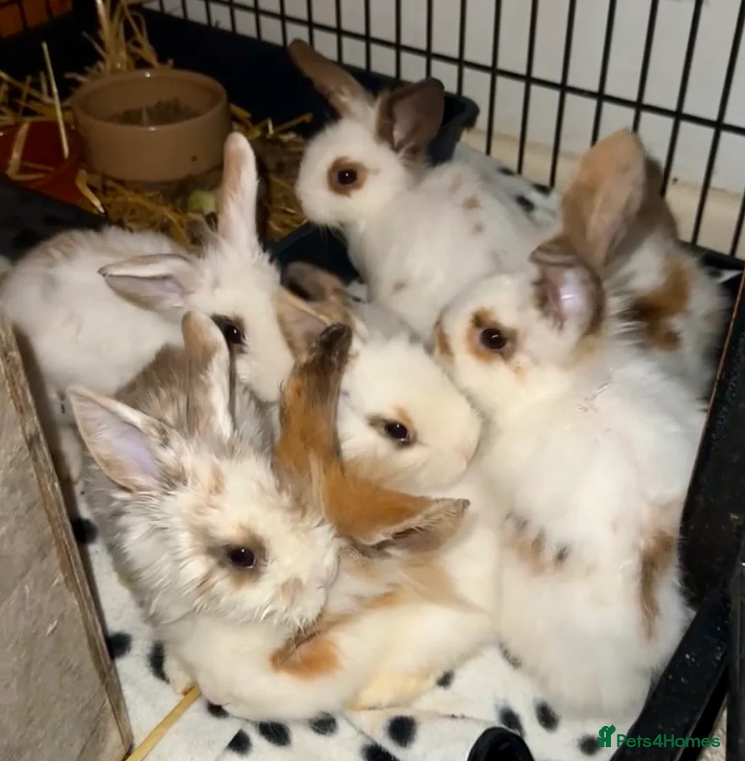 Lionhead rabbits for sale: READY TO LEAVE NOW Lionhead rabbit babies - Advert 1