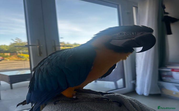 Macaws birds - Advert 2