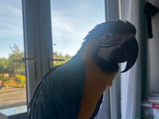 Macaws birds - Advert 25