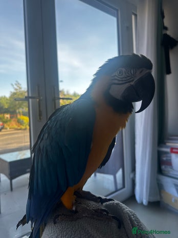 Macaws birds Blue & Gold Macaw - Advert 2