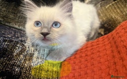 Ragdoll cats for sale: Peaceful cuddled Rag dolls for sale - Image 4