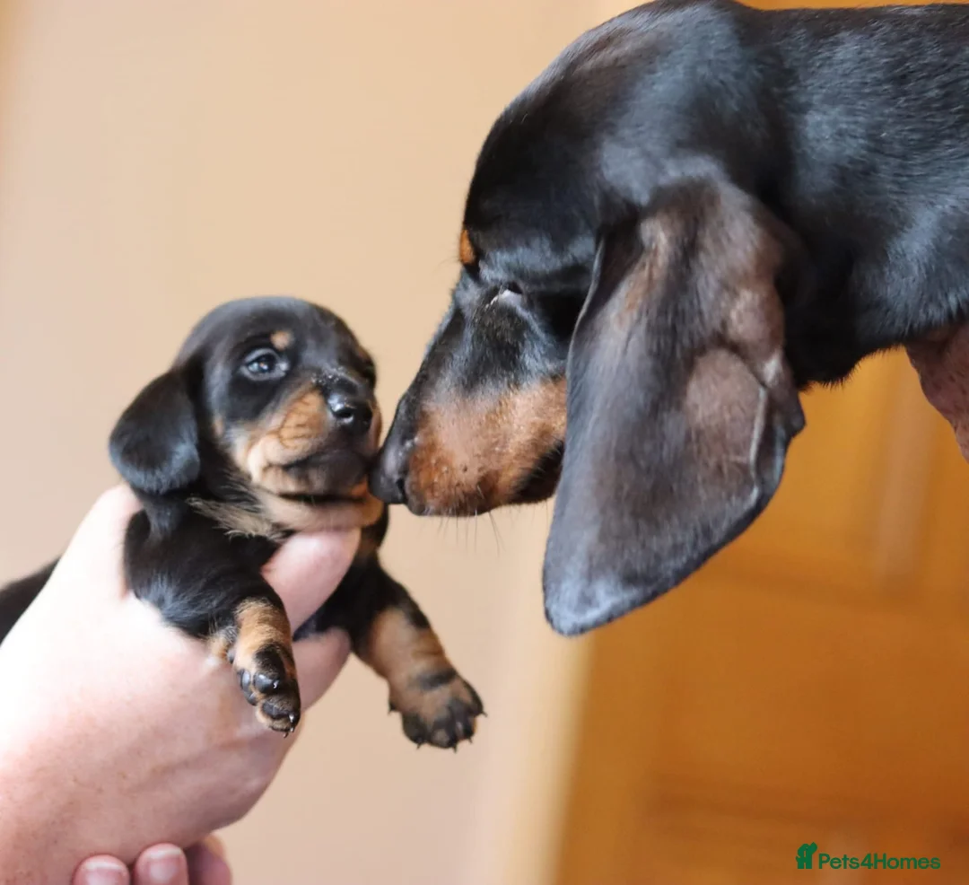 Miniature Dachshund dogs for stud: Leprimas Delboy - Advert 1