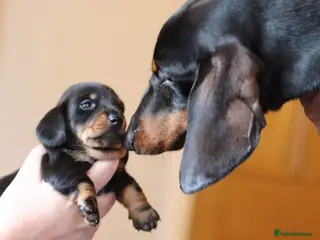 Miniature Dachshund dogs Leprimas Delboy - Advert 3