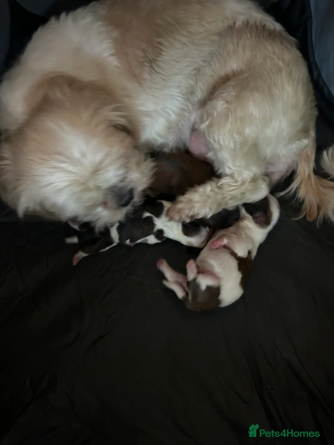 Shih Tzu dogs for sale: Shih tzu puppy's 1 girl 2 boys in Prudhoe - Advert 2