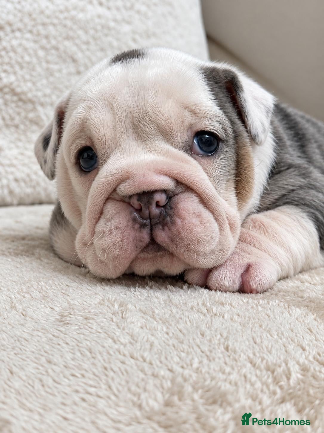 English Bulldog dogs English bulldog puppies - Advert 1
