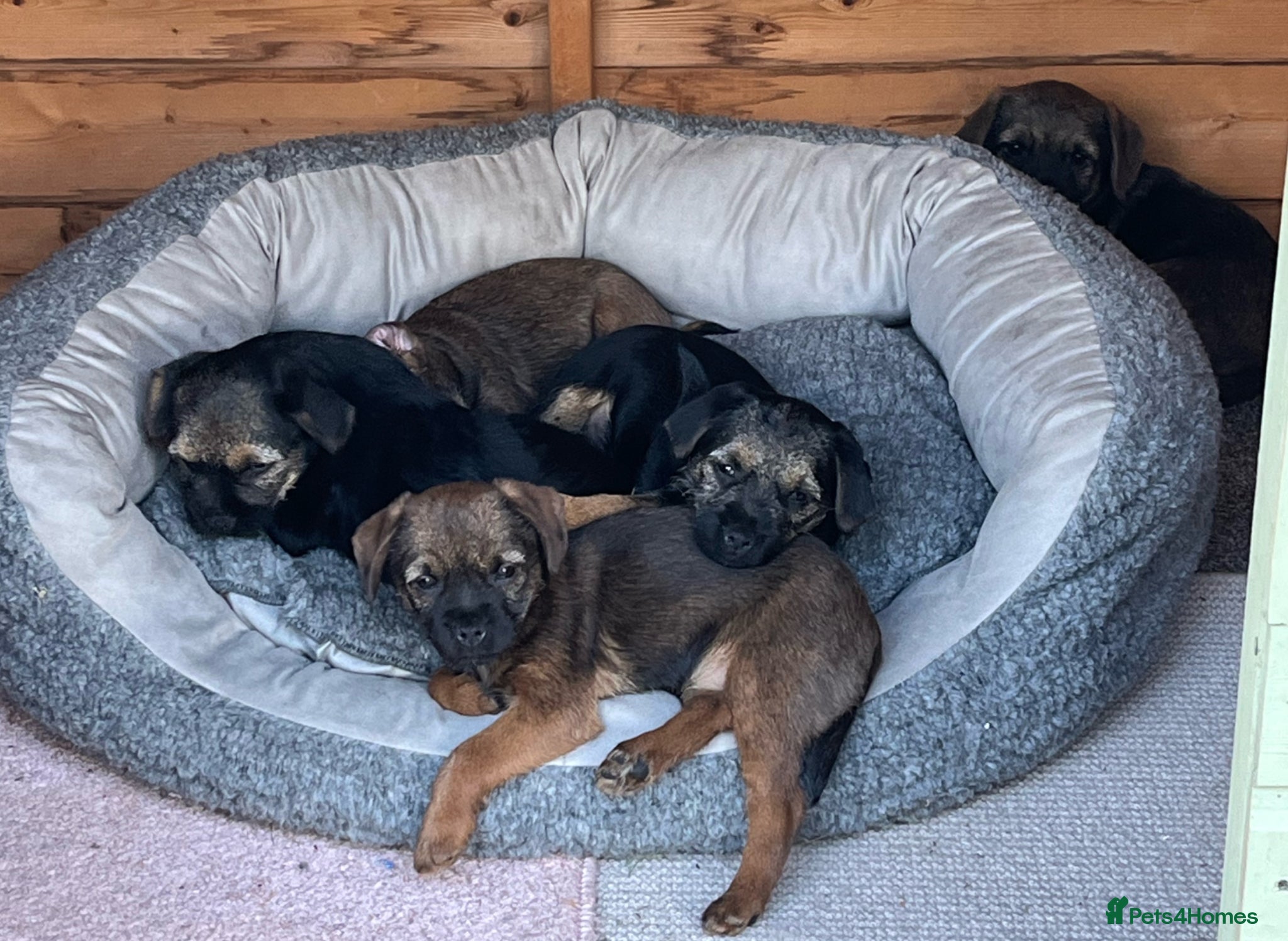 Border Terrier dogs Border Terriers Ready for a Loving Forever Home - Advert 1