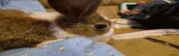 Mixed Breed rabbits for sale: 3 Cute Baby Mini Lop X English Rabbits - Advert 4