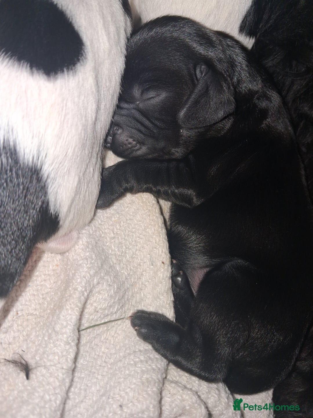 Mixed Breed dogs for sale: ☆six beautiful male puppys seeking forever homes☆ - Advert 5