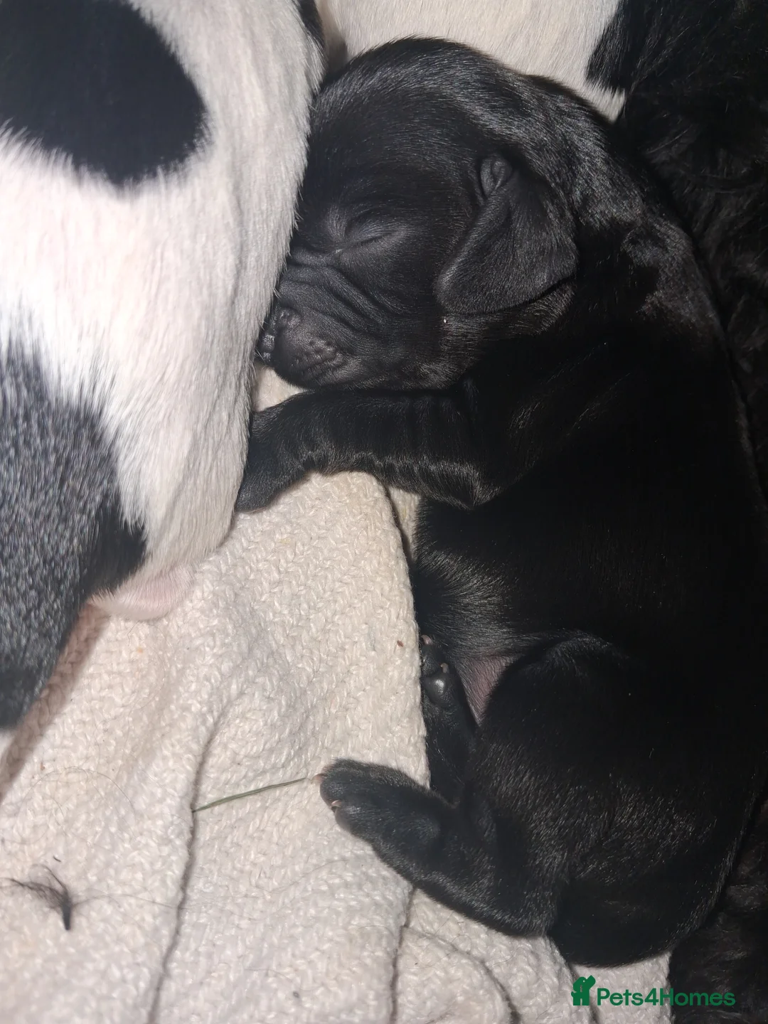 Mixed Breed dogs for sale: ☆six beautiful male puppys seeking forever homes☆ - Advert 8