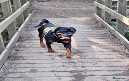 Rottweiler dogs for sale: 🖤 18-Month-Female Rottweiler – Loving, Loyal 🖤 - Image 7