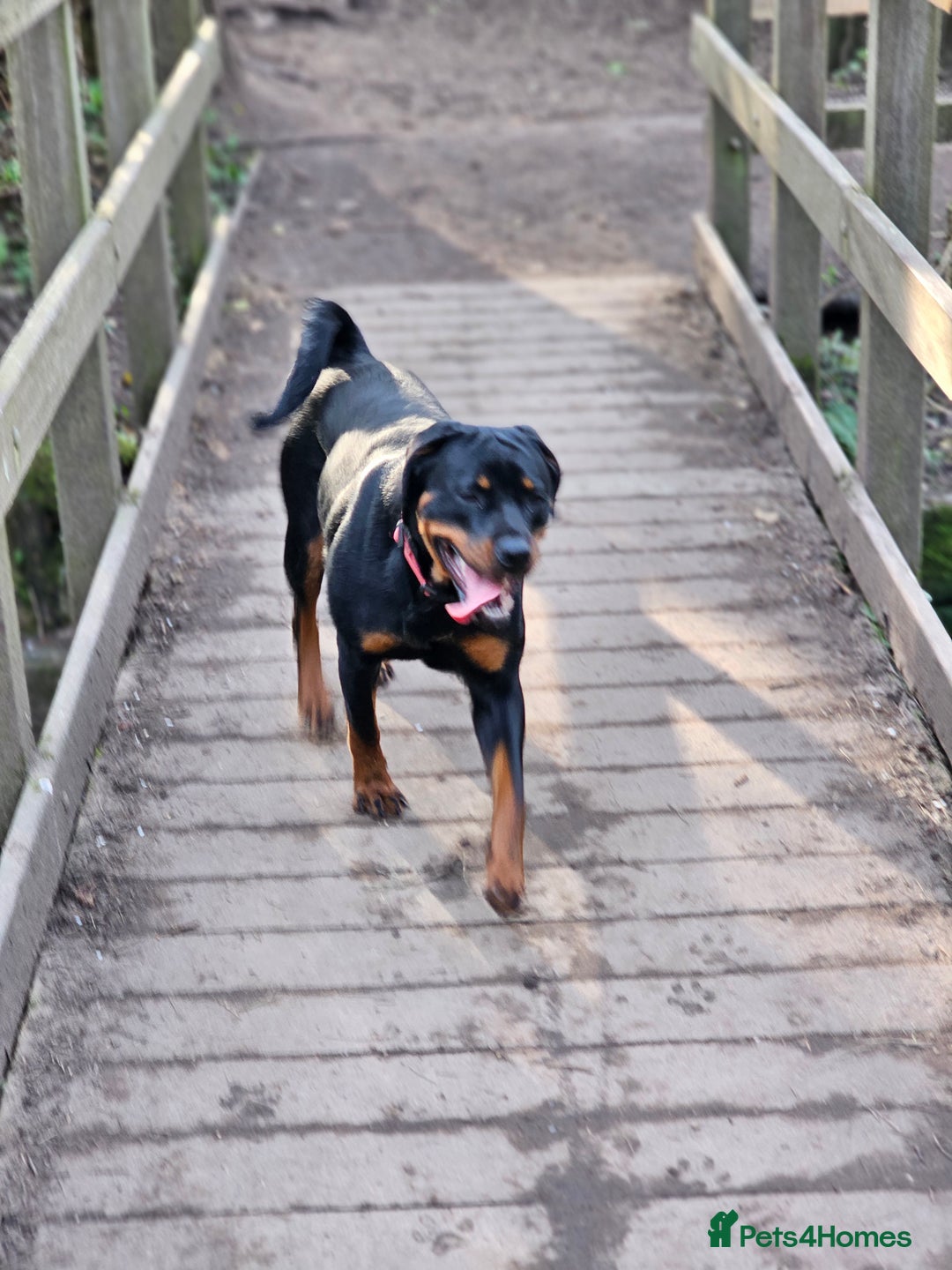 Rottweiler dogs for sale: 🖤 18-Month-Female Rottweiler – Loving, Loyal 🖤 - Image 7