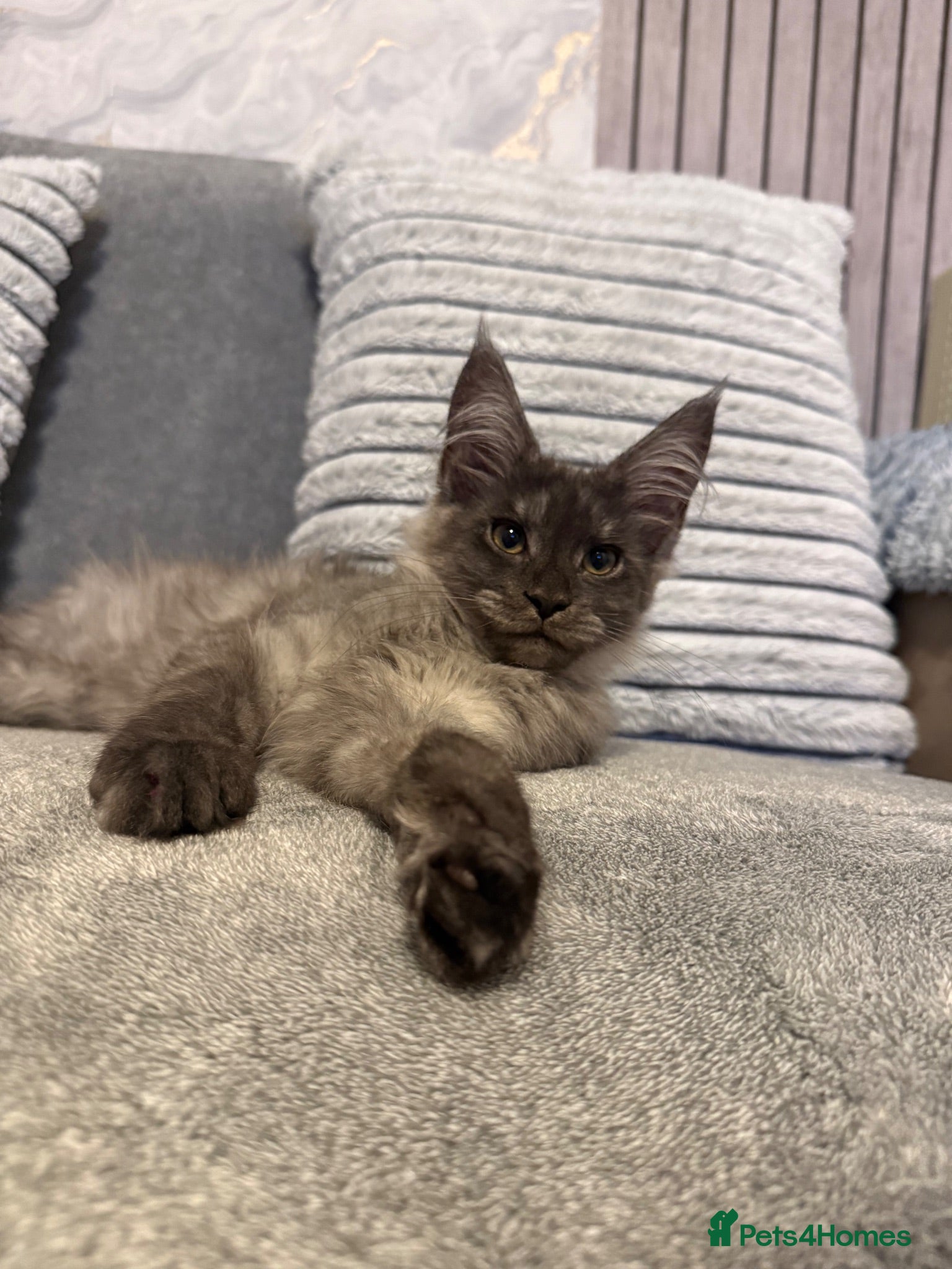 Maine Coon cats 🐾Beautiful Black Smoke Maine Coon Girl 🐾 - Advert 1