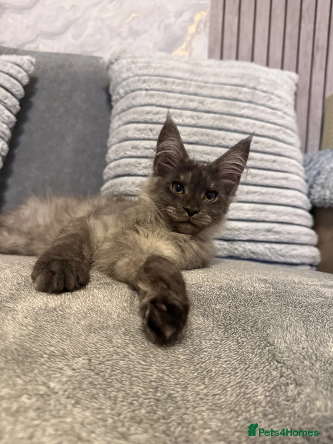 Maine Coon cats for sale: 🐾Beautiful Black Smoke Maine Coon Girl 🐾 - Advert 1
