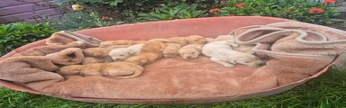 Labrador Retriever 4