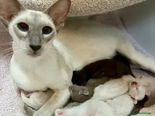 Siamese cats Supreme Pedigree Siamese kittens GCCF registered - Advert 2