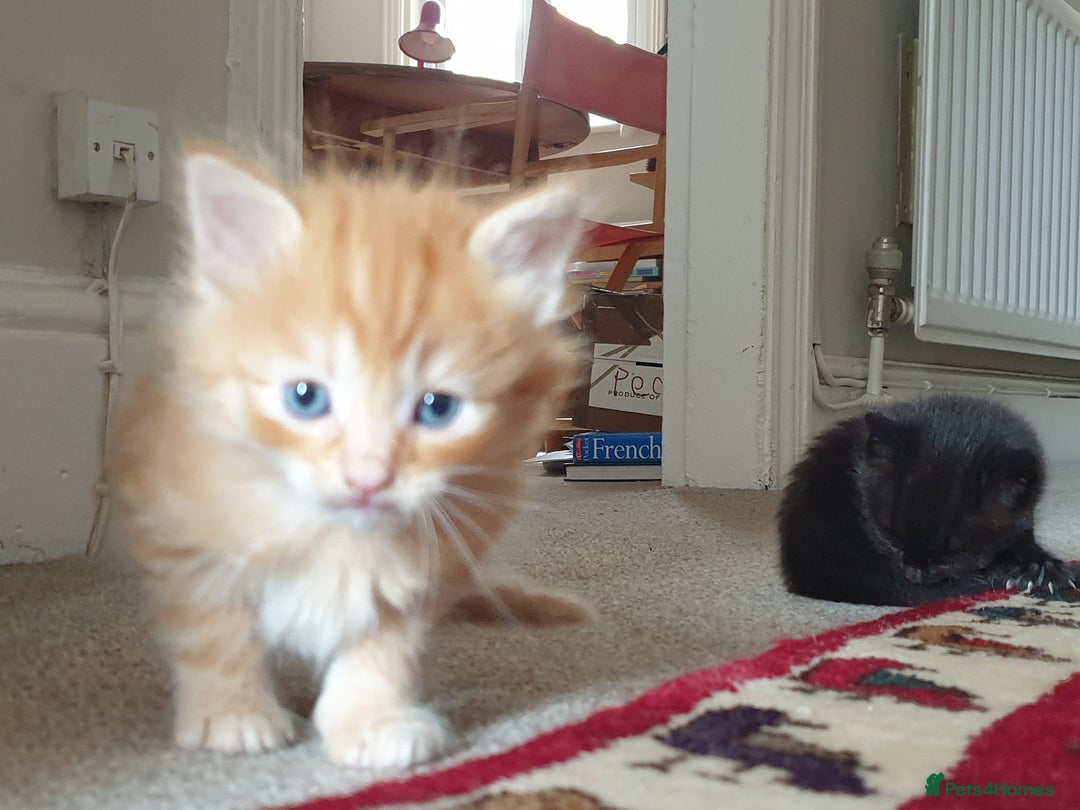 Mixed Breed cats for sale: Adorable kitten for sale - Image 13