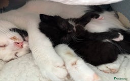 Mixed Breed cats for sale: Cuddly black tux kitten - Image 3