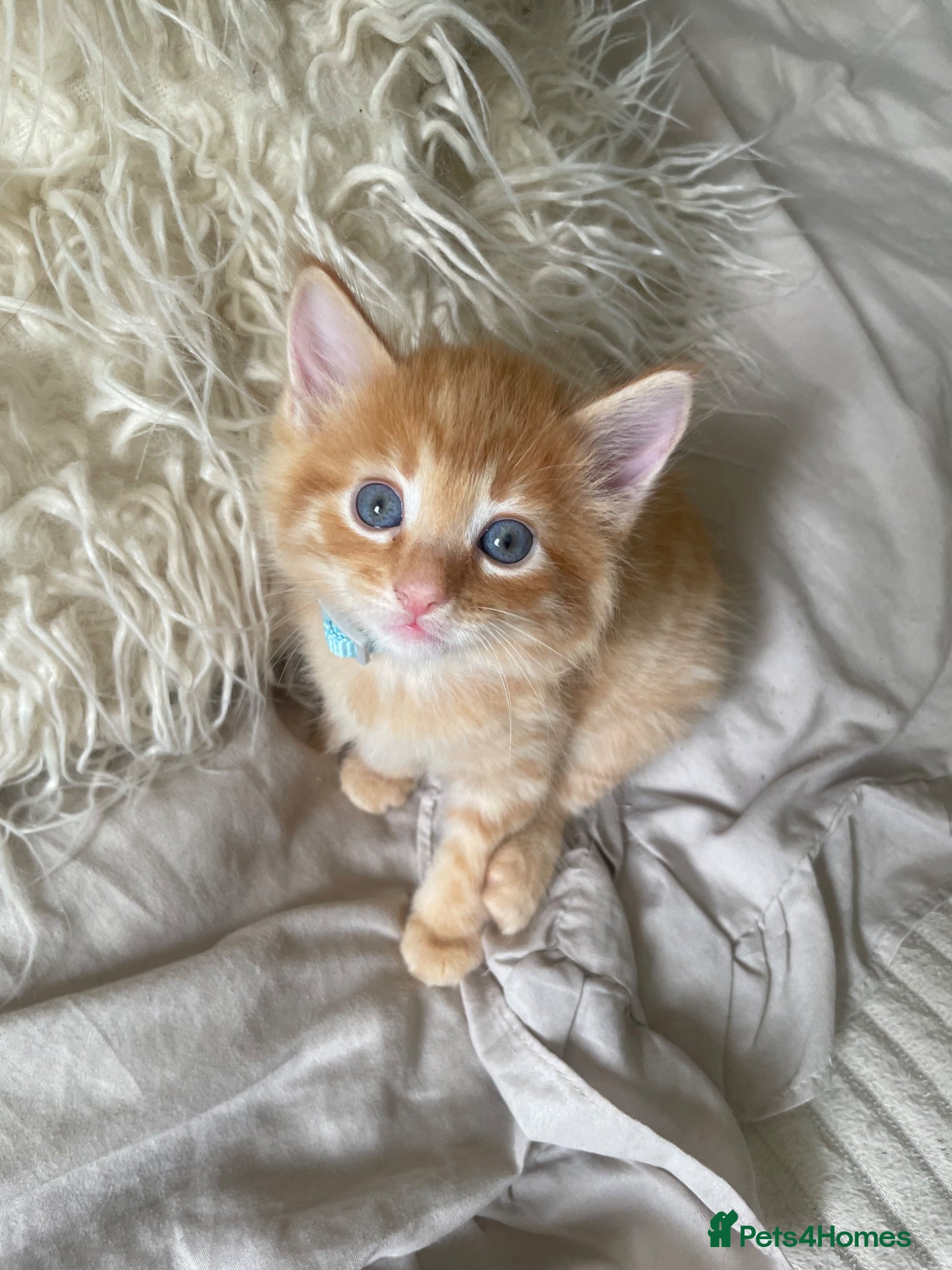 Mixed Breed cats Mixed kittens  - Advert 12