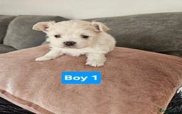 Maltipoo dogs for sale: F1 dna tested maltipoos - Image 4