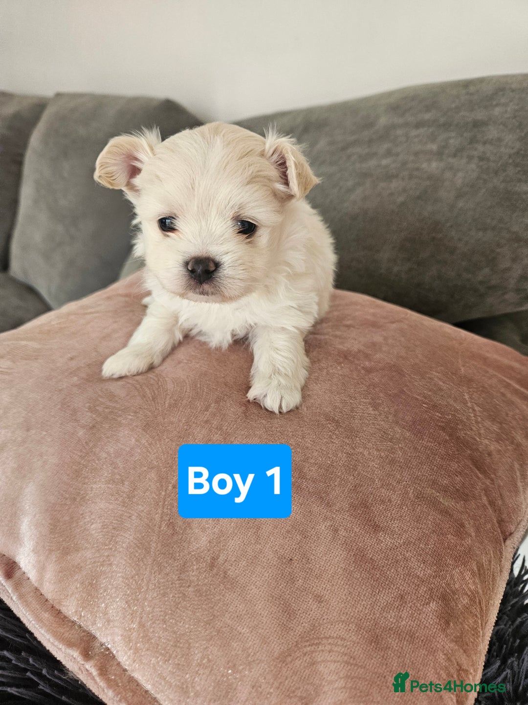 Maltipoo dogs for sale: F1 dna tested maltipoos - Image 4