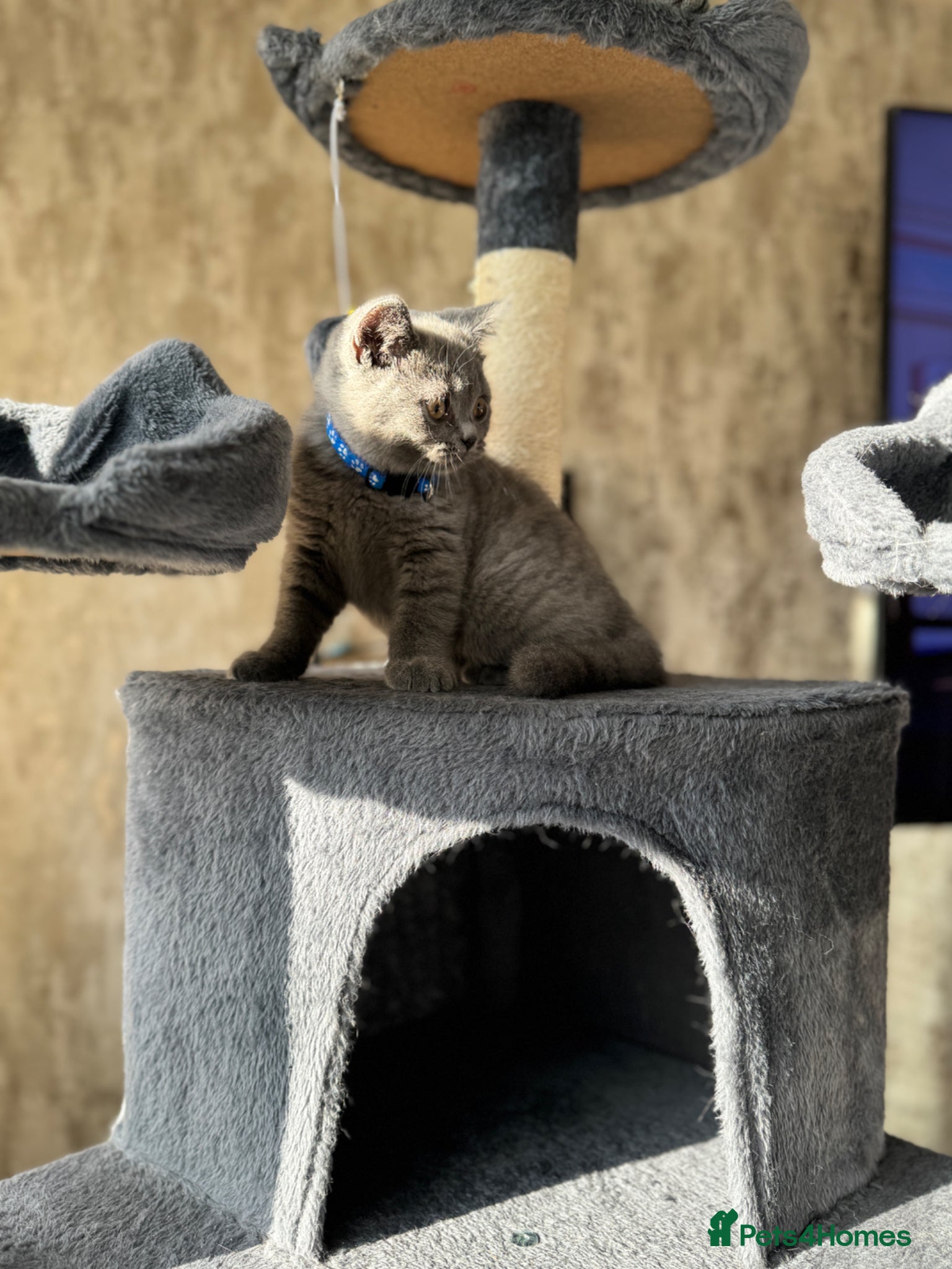 British Shorthair cats for sale: Beautiful British shorthair kittens  - Advert 36