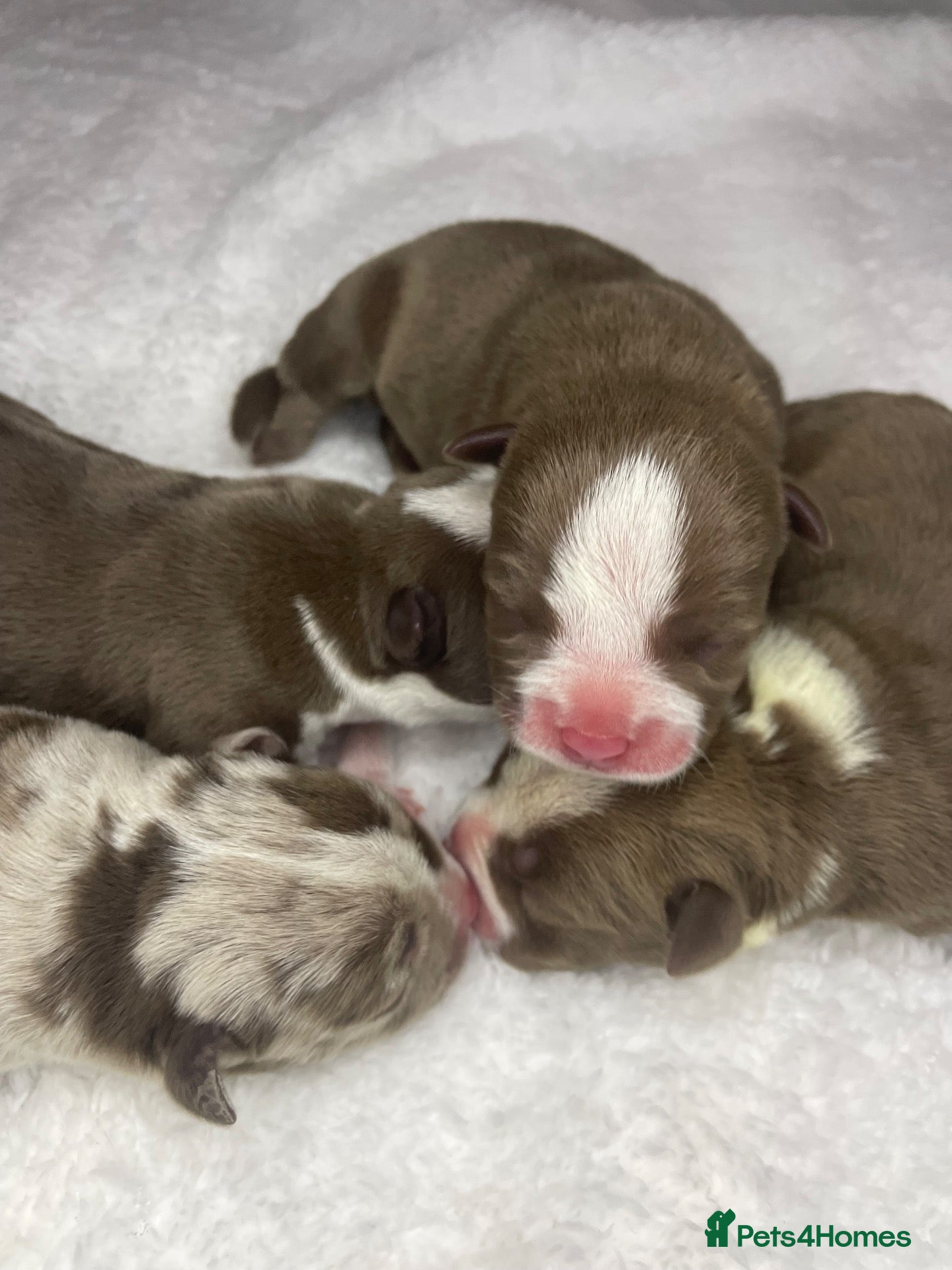 American Bully dogs ABKC Pocket/micro bully puppy’s  - Advert 2