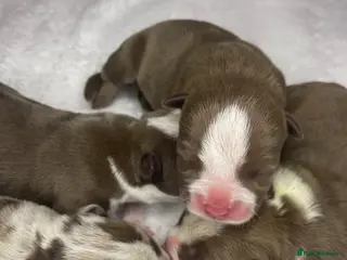 American Bully dogs ABKC Pocket/micro bully puppy’s - Advert 2