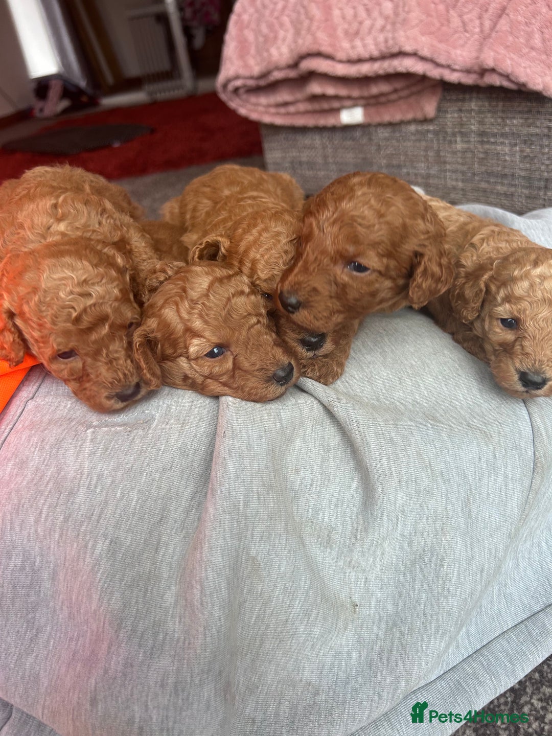 Miniature Poodle dogs for sale: Miniature poodles - Advert 9