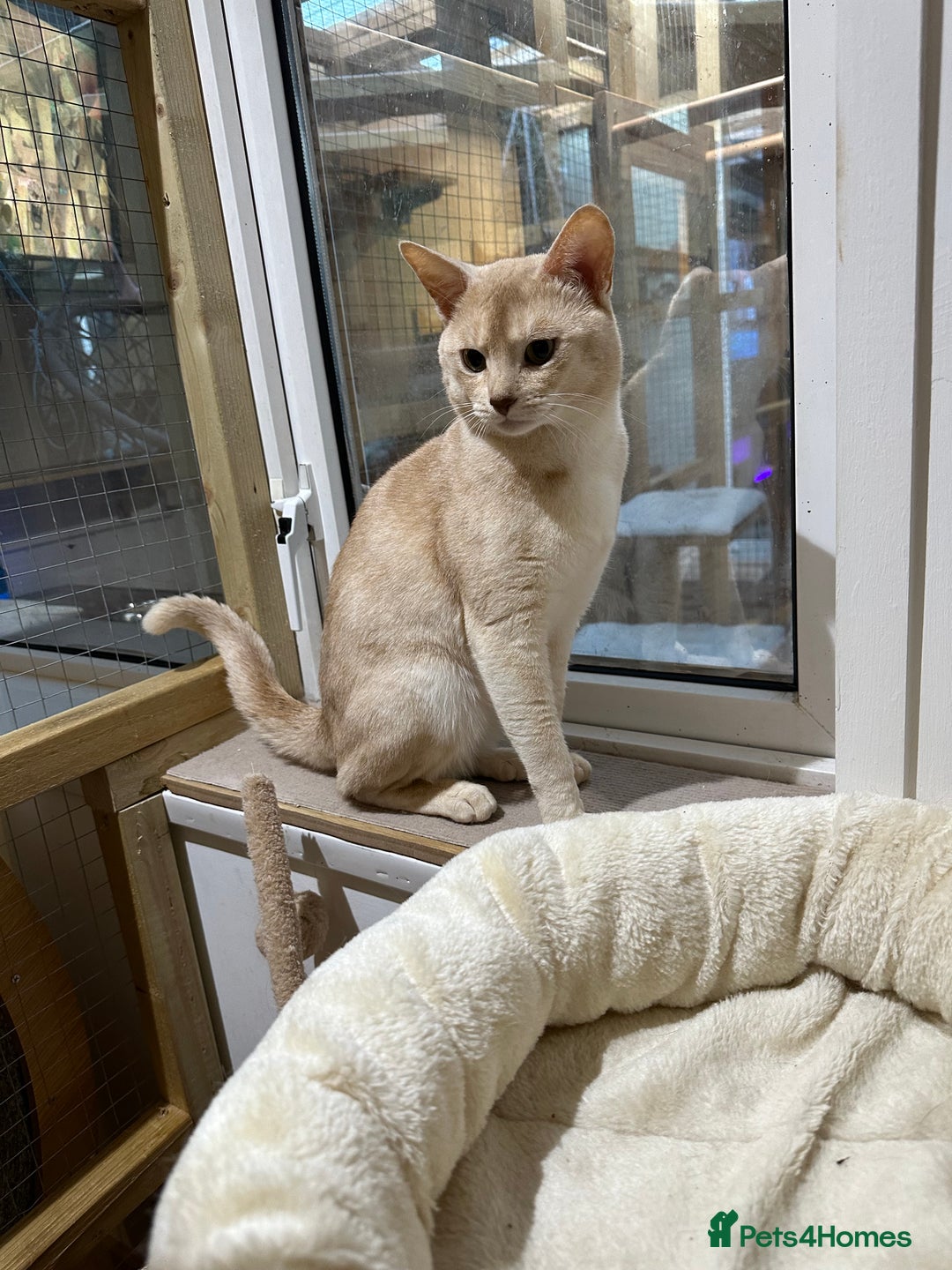 Abyssinian cats for stud: Champion lines Aby Red-Silver boy for stud in Romford - Image 17