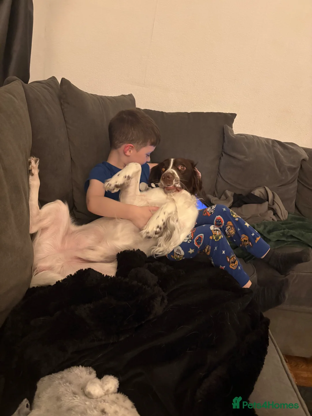 English Springer Spaniel dogs for sale: Rehoming Springer Spaniel  in Manchester - Advert 2