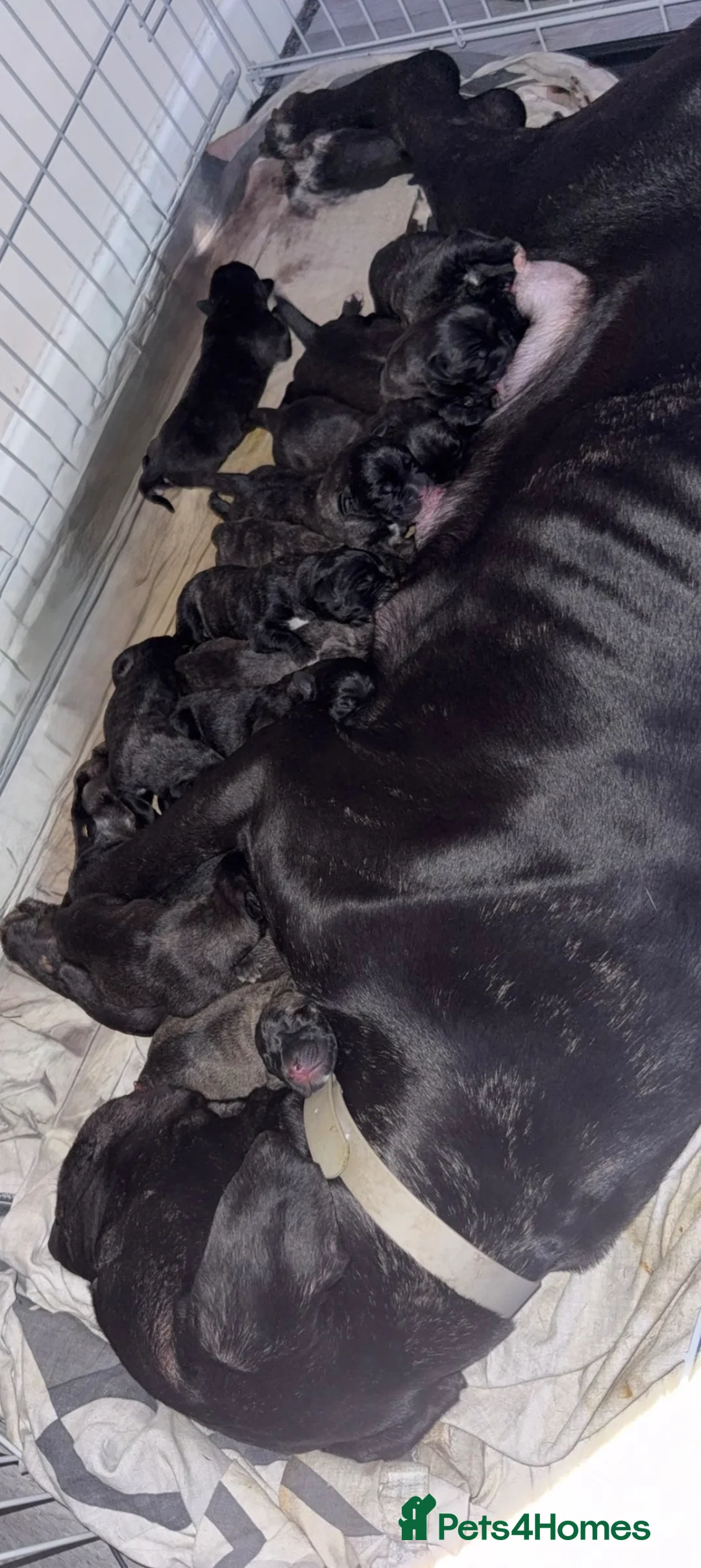 Cane Corso dogs for sale: Cane corso puppy’s  - Advert 15