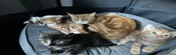 Mixed Breed cats for sale: Kittens ready now - Advert 2
