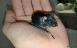 Mouse rodents for sale: Male and female mice ready soon  - Image 3