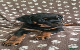 Rottweiler dogs for sale: Kc rottweiler puppies  - Image 1